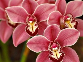 Отдушка "Орхидея" 30 мл