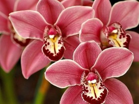 Отдушка "Орхидея" 12 мл