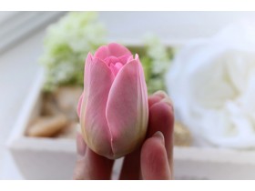 Тюльпан "Для тебя"