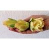 Тюльпаны "Нежность" комплект 3 шт